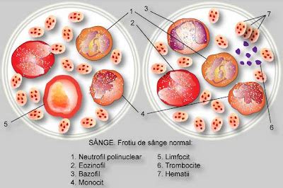 largimea distributiei trombocitare scazuta|largimea distributiei trombocitare